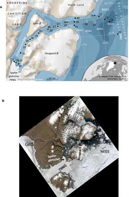 Impacts of glacial and sea-ice meltwater, primary production, and ocean CO2 uptake on ocean acidification state of waters by the 79 North Glacier and northeast Greenland shelf